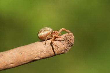 Bir Yengeç Örümceği, Thomisidae, ormanın kenarındaki bir dala tünemiş..