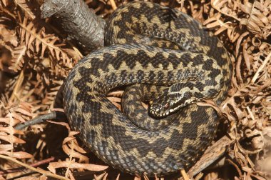 Güzel bir engerek yılanı (Vipera berus) kış uykusundan yeni çıkmış, sabah güneşinin tadını çıkarıyor..