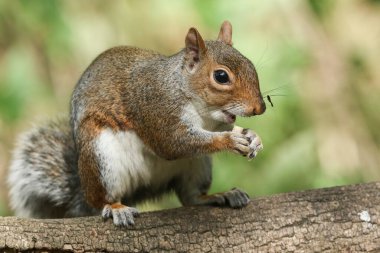 Şirin bir gri sincap (Sciurus carolinensis) bir kütüğün üzerinde oturmuş yemek yiyor..