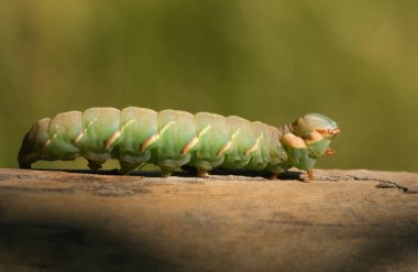 Güzel, büyük, göze çarpan bir tırtıl.).