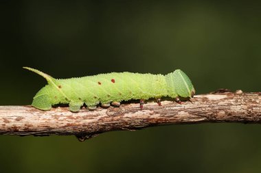 Kavak Şahini Tırtıl (Laothoe populi) bir dal üzerinde yürüyor.