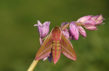 Güzel bir fil şahini güvesi (Deilephila elpenor) pembe bir yaban çiçeği üzerinde tünemektedir..