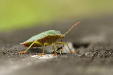 Sıradan bir Yeşil Shieldbug, Palomena prasina, ahşap bir çitte durarak besleniyor.. 