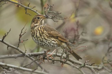 Güzel bir Song Thrush (Turdus philomelos) bir ağacın dalına tünemiş..