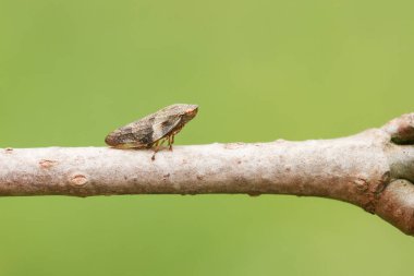 Bir ağacın dalına tünemiş yaygın bir Froghopper böceği..