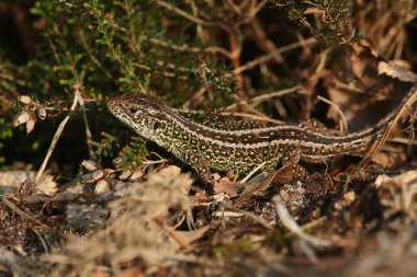 Nadir bir Kum Kertenkelesi (Lacerta agilis) çalılıklarda güneşleniyor..
