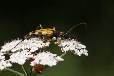 Güzel bir siyah ve sarı uzun boynuzlu böcek, Rutpela maculata, yabani bir çiçekten nektar topluyor..
