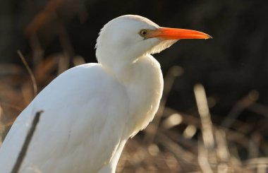 İngiltere 'de ineklerin otladığı bir tarlada yiyecek arayan güzel bir Egret (Bubulcus ibis)..