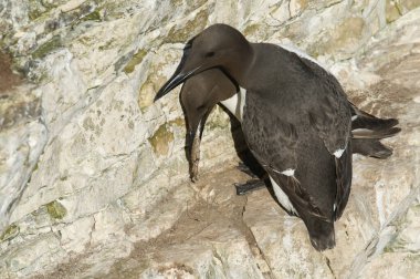 Üreme mevsiminde iki Guillemot uçurumun kenarında dikiliyordu. Kuşlardan biri diğerine bir balık verdi..