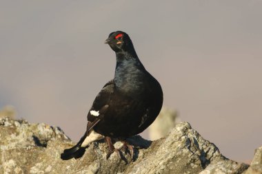 Taş bir duvara tünemiş, ender rastlanan bir erkek (Tetrao tetrix).