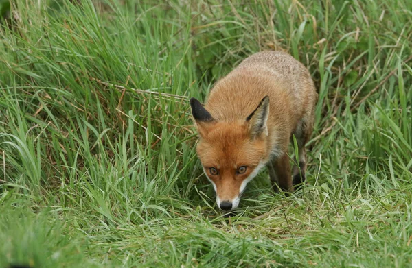 Uma Magnífica Raposa Vermelha Selvagem Vulpes Vulpes Caçando Comida Para — Fotografia de Stock