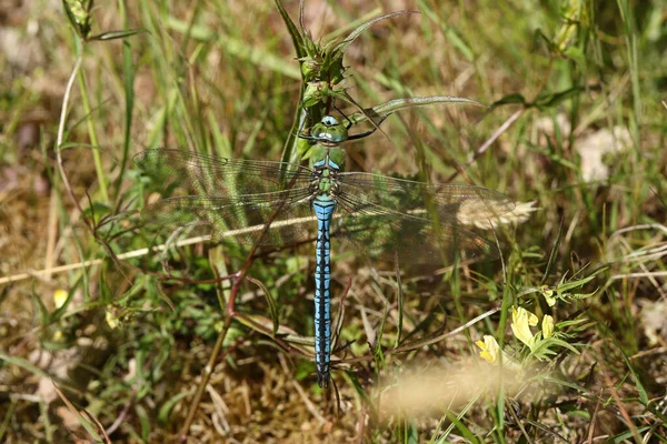 Stunning Male Emperor Dragonfly Anax Imperator Perching Low Plant Meadow — Stock Photo, Image