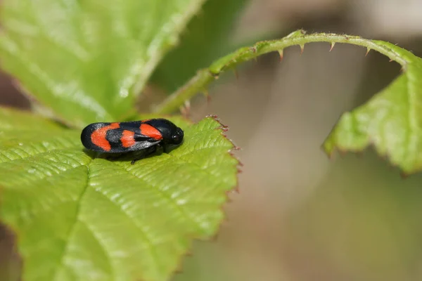 Lkbaharda Ngiltere Çalıların Üzerinde Tünemiş Güzel Bir Kırmızı Siyah Froghopper — Stok fotoğraf