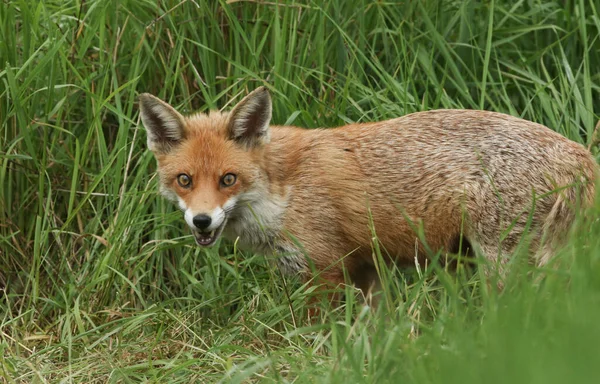 Een Prachtige Red Fox Vulpes Vulpes Staande Een Grasveld — Stockfoto