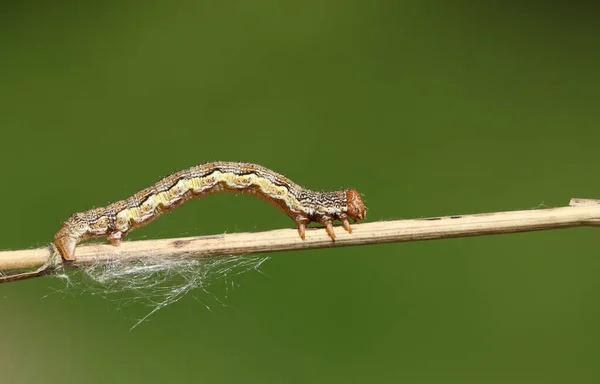 Μια Όμορφη Mottled Άμπερ Σκώρος Caterpillar Erannis Φυλλόπτωση Περπατώντας Κατά — Φωτογραφία Αρχείου