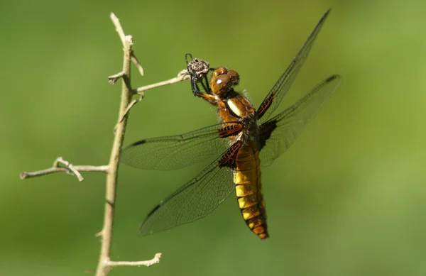 Широкотелый Охотник Libellula Depressa Сидит Веточке Краю Пруда — стоковое фото