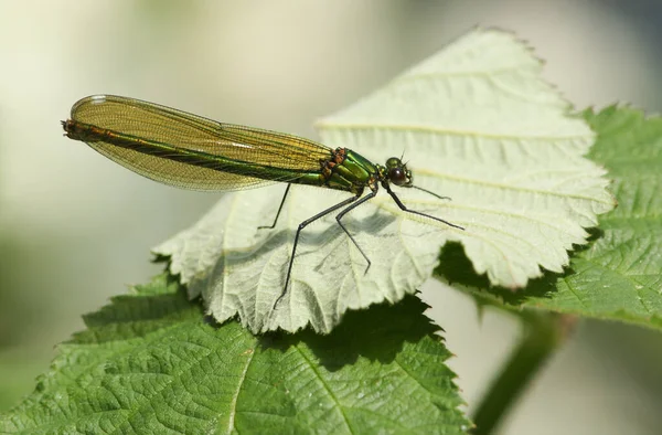 Eine Neu Aufgetauchte Wunderschöne Weibliche Banded Demoiselle Libelle Calopteryx Splendens — Stockfoto