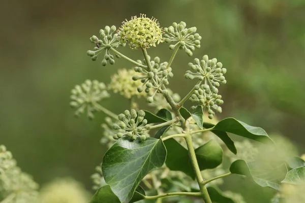 İngiltere 'nin kırsalında yetişen güzel bir Ivy çiçeği (Hedera helix)..