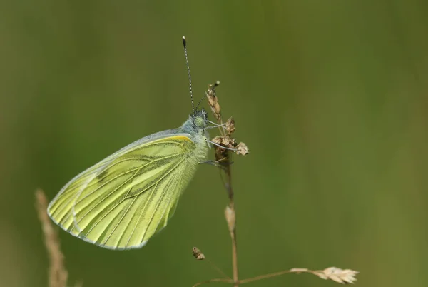 Egy Szép Zöld Erezetű Fehér Pillangó Pieris Napi Aki Fűmagokon — Stock Fotó