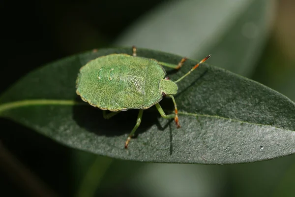 Een Common Green Shieldbug Nimf Palomena Prasina Zittend Een Vel — Stockfoto