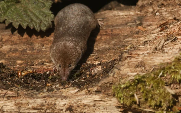 Een Wilde Jacht Gemeenschappelijke Spitsmuis Sorex Araneus — Stockfoto