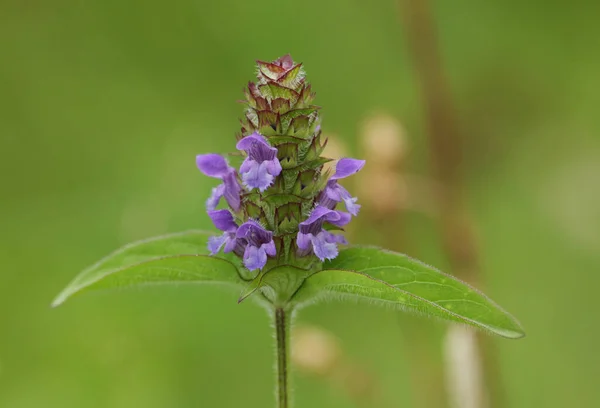 Birleşik Krallık 'ta bir çayırda yetişen Prunella vulgaris bitkisinin çiçeği..