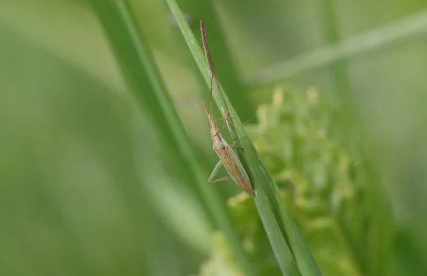Small Grass Bug Leptopterna Dolabrata Walking Blade Grass Meadow — Stock Photo, Image
