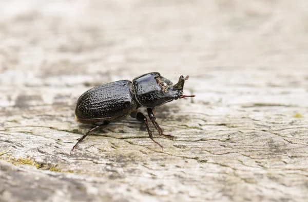 Rhinoceros Beetle Sinodendron Cylindricum Walking Log — Stock Photo, Image