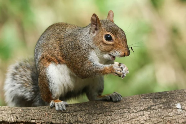 Şirin bir gri sincap (Sciurus carolinensis) bir kütüğün üzerinde oturmuş yemek yiyor..