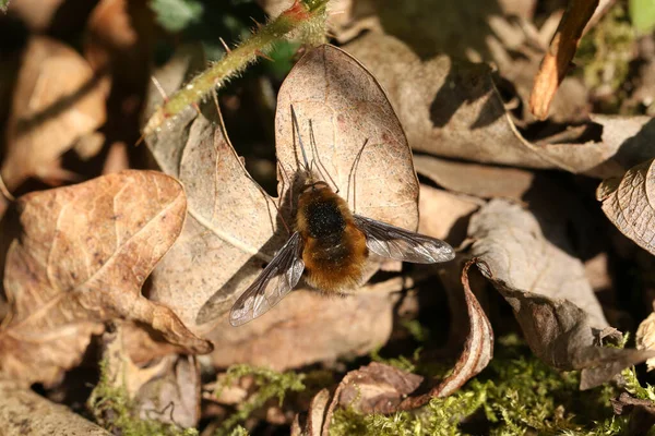 A Dark-edged Bee-fly, Bombylius major, perching on leaf litter on the ground in spring sunshine.