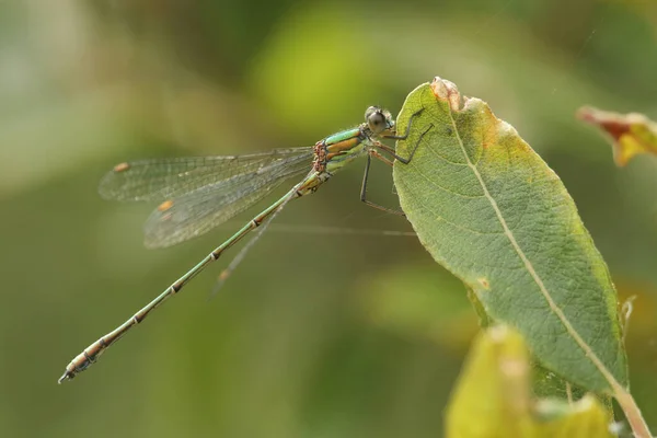 Stunning Rare Willow Emerald Damselfly Chalcolestes Viridis Perched Willow Leaf — Stock Photo, Image