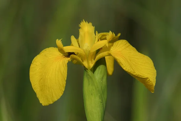 Beautiful Yellow Iris Water Flag Flower Iris Pseudacorus Growing Edge — Stock Photo, Image