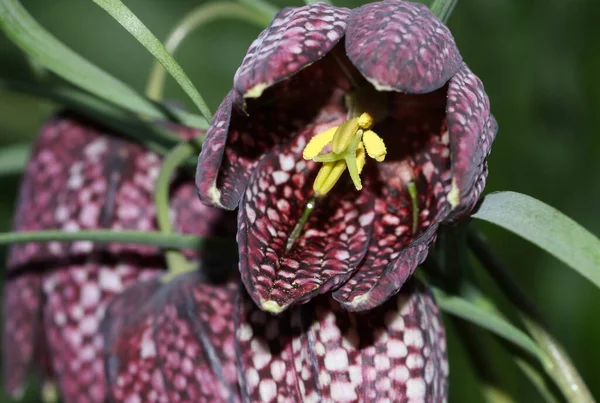 Beautiful Snake Head Fritillary Fritillaria Meleagris Flowers Growing Woodland Spring — Stock Photo, Image