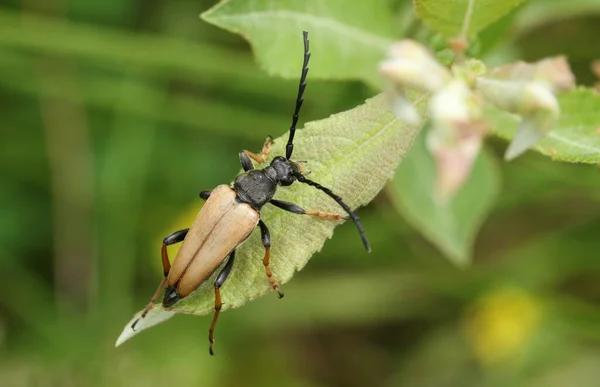 Bonito Besouro Longhorn Vermelho Marrom Stictoleptura Rubra Empoleirado Uma Folha — Fotografia de Stock