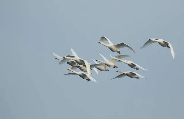 Una Bandada Cisnes Migratorios Cygnus Cygnus Volando Cielo Azul Atardecer — Foto de Stock