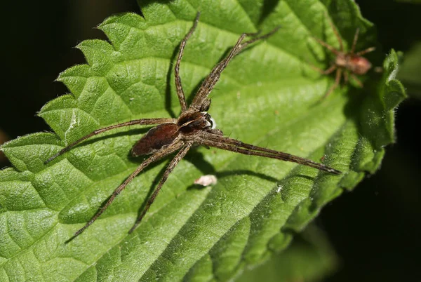 Une Pépinière Chasse Spider Web Pisaura Mirabilis Sur Une Feuille — Photo