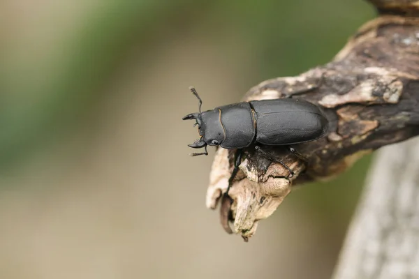 Lesser Stag Beetle Dorcus Parallelipipedus Perching Tree Stump Woodland — Stock Photo, Image