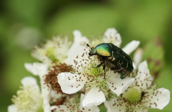 Ein Hübscher Rosenkäfer Oder Der Grüne Rosenkäfer Käfer Cetonia Aurata — Stockfoto