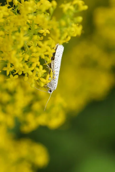 Egy Apró Madárcseresznye Ermine Micro Moth Yponomeuta Evonymella Nektárja Lady — Stock Fotó