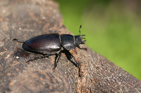 Magnificent Rare Female Stag Beetle Lucanus Cervus Walking Dead Log — Stock Photo, Image