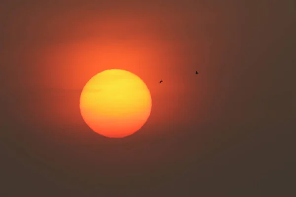 As the sun was rising on a misty morning in England, two birds were about to fly over the sun. You can see a pair of sunspots in the sun.