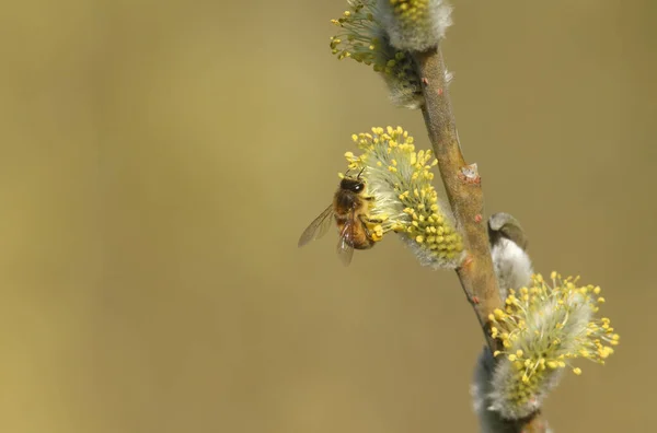 Eine Honigbiene Apis Mellifera Sammelt Pollen Von Der Ziegenweide Oder — Stockfoto