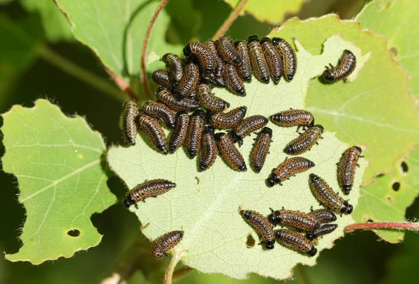 Group Viburnum Leaf Beetle Larvae Feeding Aspen Tree Leaf Populus — Stock Photo, Image