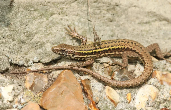 Una Bellissima Lucertola Murale Podarcis Muralis Che Scalda Muro Pietra — Foto Stock