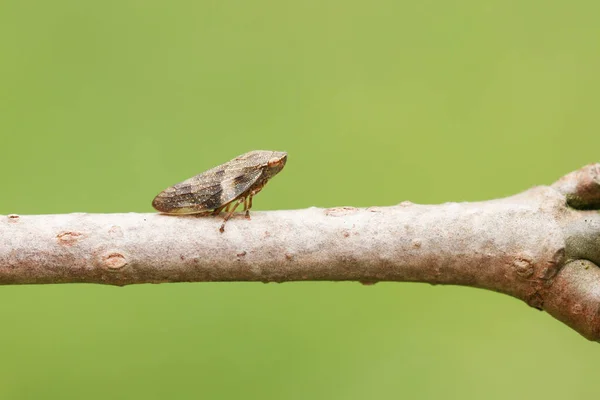 Bir ağacın dalına tünemiş yaygın bir Froghopper böceği..