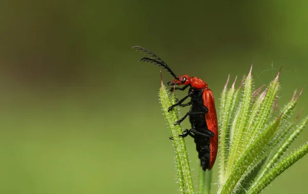 Потрясающий Рыжий Кардинал Жук Pyrochroa Serraticornis Сидит Вершине Растения — стоковое фото