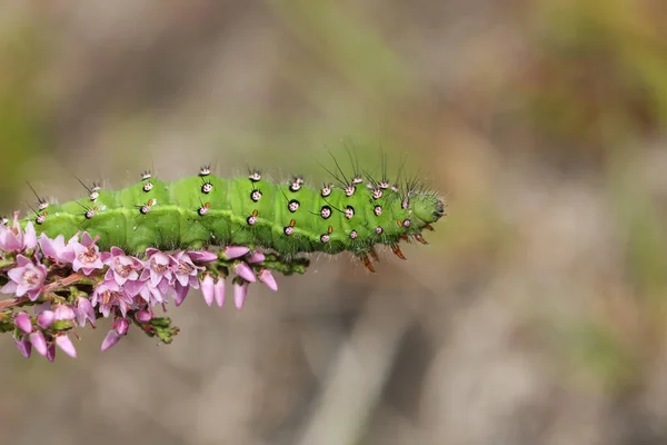 Uma Bela Traça Imperador Lagarta Saturnia Pavonia Alimentando Uma Planta — Fotografia de Stock