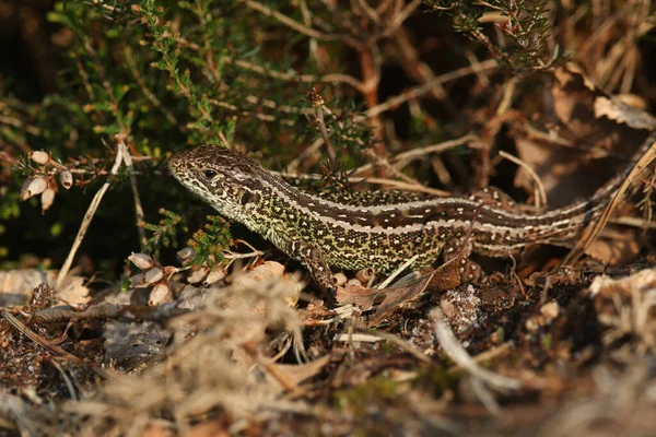 Nadir bir Kum Kertenkelesi (Lacerta agilis) çalılıklarda güneşleniyor..
