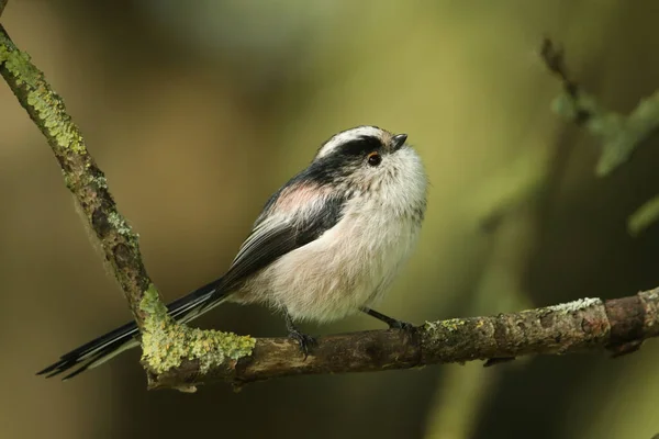 Long Tailed Tit Aegithalos Caudatus Hunting Insect Tree — Stockfoto