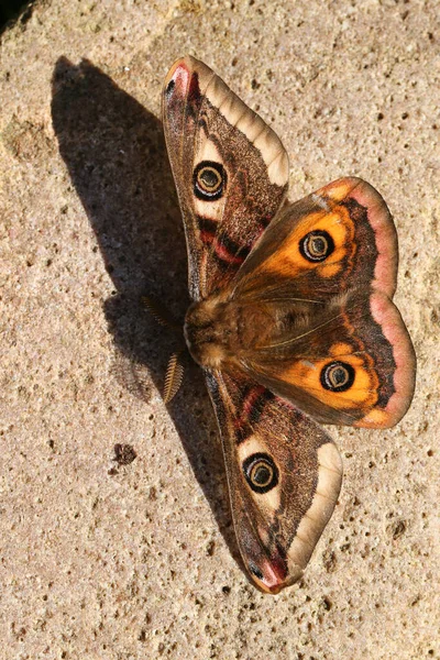 Uma Deslumbrante Traça Imperador Masculino Saturnia Pavonia Pousando Uma Rocha — Fotografia de Stock